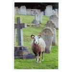 Fig J5 HASTINGS FUNERAL - Sheep warch cortege sml